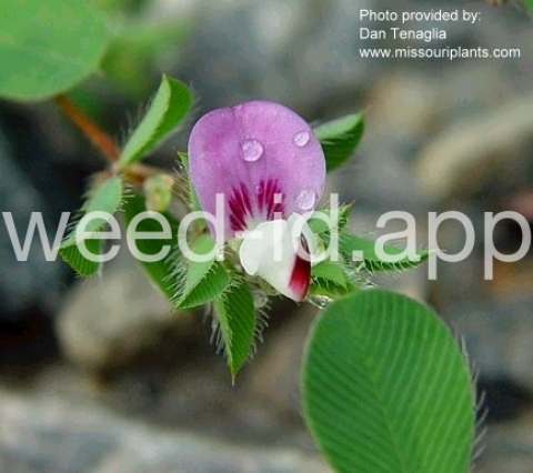 lespedeza, Korean